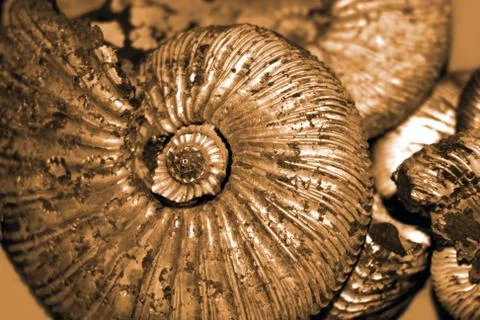 Fossilized ammonites Stock Photos