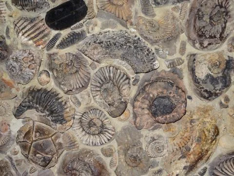 Fossilized ammonites Stock Photos