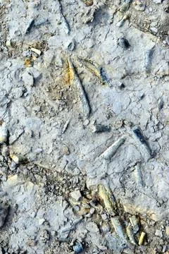 Fossilized Belemnite Stock Photos