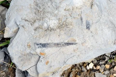 Fossilized Belemnite Foto stock