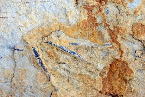 Fossilized Belemnite Stock Photos