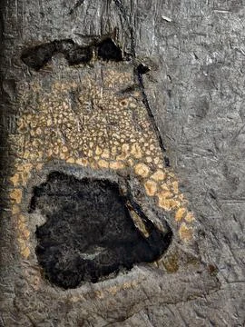 Fossilized bone cross-section embedded in dark stone matrix with spongy tex.. Stock Photos