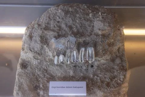 Fossilized Bovidae teeth embedded in sandstone on museum display. Stock Photos
