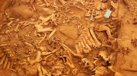 Fossilized Buffalo bones MCS bufflo jump Stock-Footage 11840138