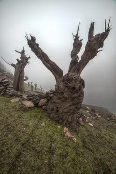 Fossilized chestnut tree trunks emerge from the bottom of the reservoir Stock Photos