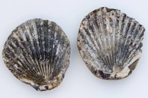 Fossilized clam shell found on the Oregon Coast. USA. Stock Photos