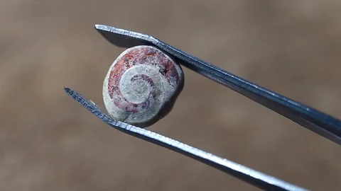 A fossilized clam shell, presumably replaced by granite, is held with tweezers. Stock Footage 149218867