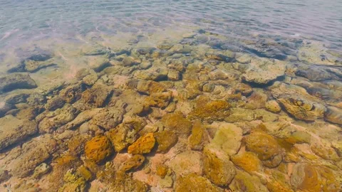 Fossilized Coral Fragments Under Clear Shallow Sea Water Stock Footage 337582871