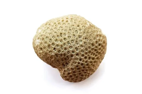 Fossilized Coral Stone with Hexagonal Pattern Stock Photos