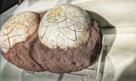 Fossilized dinosaur eggs Stock Photos