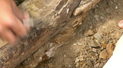 Fossilized Edmontosaurus bone Stock Footage 12078169