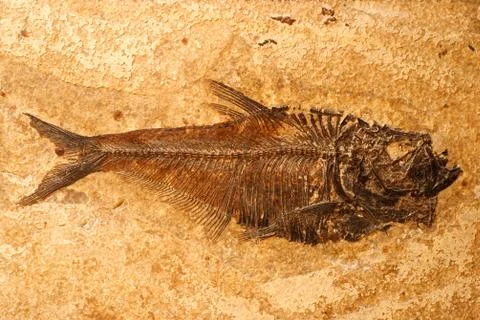 Fossilized fish Stock Photos