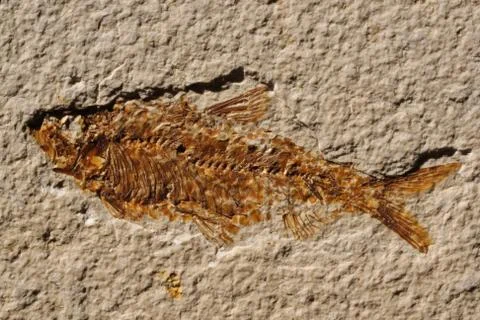 Fossilized Fish Foto stock