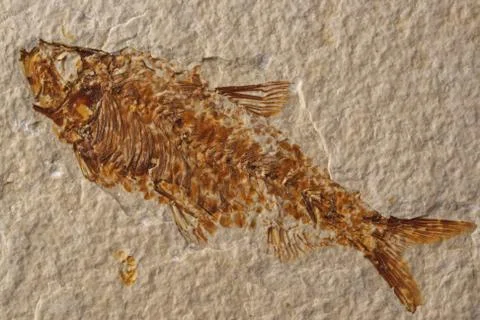 Fossilized Fish Stock Photos