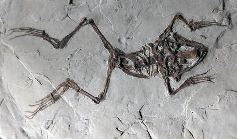 Fossilized Frog Skeleton in Rock Stock Photos