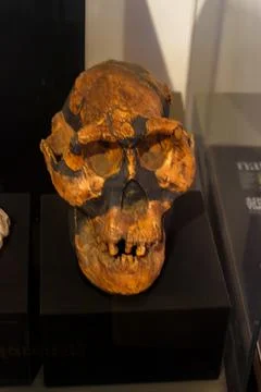 Fossilized Hominid Skull Cast of Australopithecus Afarensis aka Lucy Foto stock