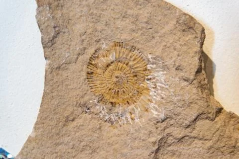 Fossilized impression of an ammonite on a piece of rock Stock Photos