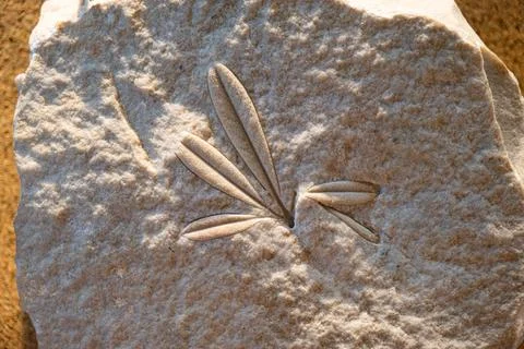 Fossilized leaf. Selective focus. Close-up, background and texture Stock Photos