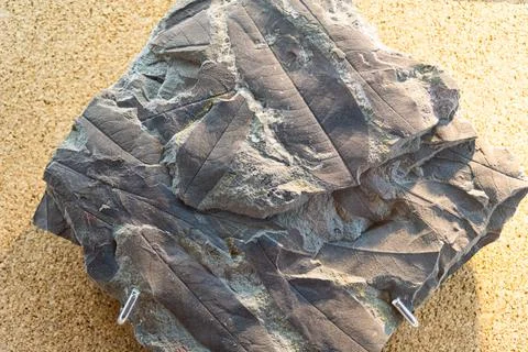 Fossilized leaf. Selective focus. Close-up, background and texture Stock Photos