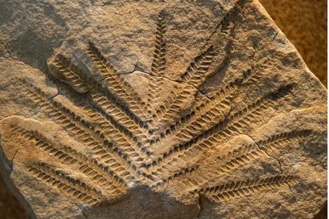 Fossilized leaf. Selective focus. Close-up, background and texture Stock Photos