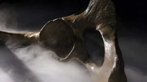 Fossilized mammoth bone and  joint close-up Stock Footage 269835181