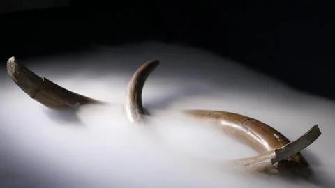 Fossilized mammoth horns in the haze Stock Footage 269835200