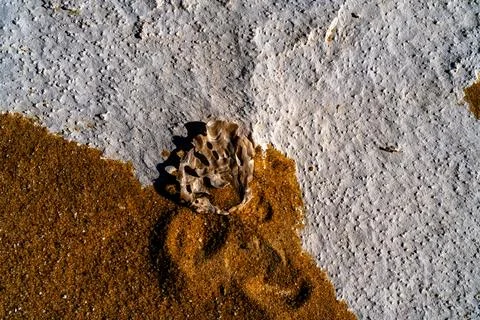 Fossilized Marine Shell in Arid Desert, Egypt Stock Photos
