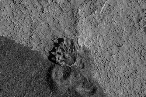 Fossilized Marine Structure on Chalk in Black and White, Egypt Stock Photos