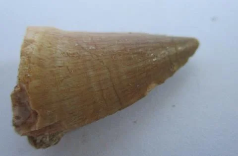 Fossilized Mosasaurus tooth Stock Photos