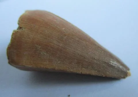 Fossilized Mosasaurus tooth Stock Photos