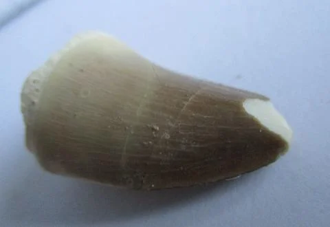 Fossilized Mosasaurus tooth Stock Photos