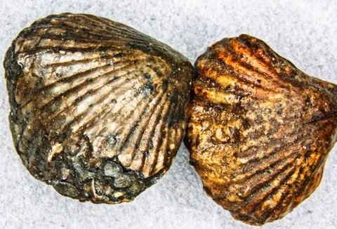 Fossilized pyritized shells of ancient times Stock Photos