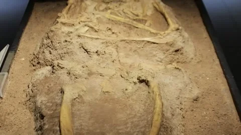 Fossilized remains of a cave man in a mu... | Stock Video | Pond5