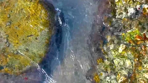 Fossilized sea creatures mussels shells on rocks sea beach texture pattern. Stock Footage 330215752