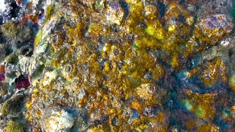 Fossilized sea creatures mussels shells on rocks sea beach texture pattern. Stock Footage 330215755