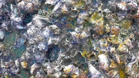 Fossilized sea creatures mussels shells on rocks sea beach texture pattern. Stock Footage 330215758