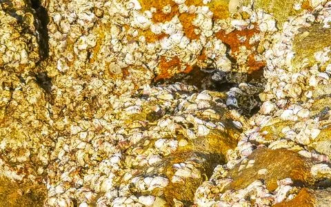 Fossilized sea creatures mussels shells on rocks sea beach texture pattern. Stock Photos