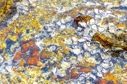 Fossilized sea creatures mussels shells on rocks sea beach texture pattern. Stock Photos