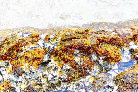 Fossilized sea creatures mussels shells on rocks sea beach texture pattern. Stock Photos
