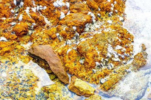 Fossilized sea creatures mussels shells on rocks sea beach texture pattern. Stock Photos