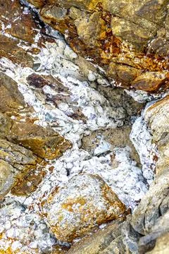 Fossilized sea creatures mussels shells on rocks sea beach texture pattern. Stock Photos