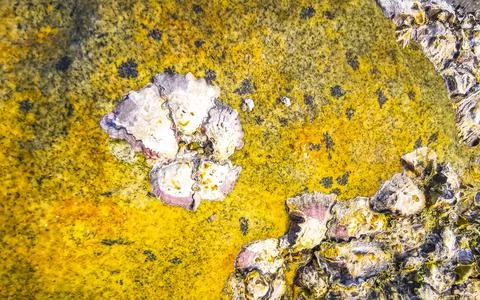 Fossilized sea creatures mussels shells on rocks sea beach texture pattern. 库存照片