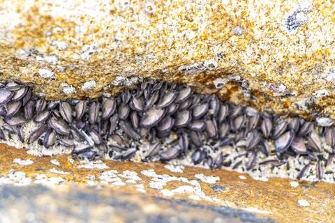 Fossilized sea creatures mussels shells on rocks sea beach texture pattern. Stock Photos