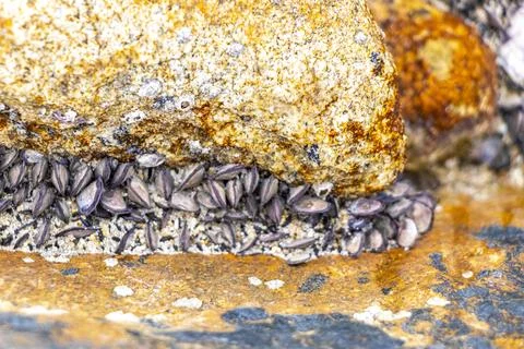 Fossilized sea creatures mussels shells on rocks sea beach texture pattern. Stock Photos
