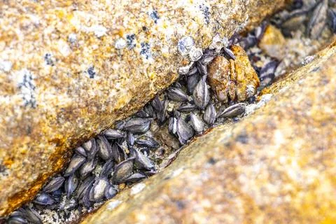 Fossilized sea creatures mussels shells on rocks sea beach texture pattern. Stock Photos