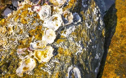 Fossilized sea creatures mussels shells on rocks sea beach texture pattern. Stock Photos