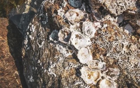Fossilized sea creatures mussels shells on rocks sea beach texture pattern. Foto stock