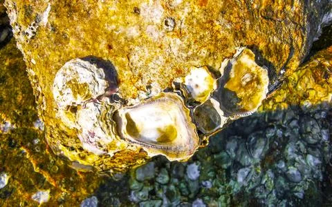 Fossilized sea creatures mussels shells on rocks sea beach texture pattern. Stock Photos