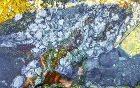 Fossilized sea creatures mussels shells on rocks sea beach texture pattern. 스톡 사진