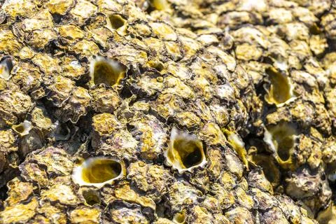 Fossilized sea creatures shells mussels on rocks sea beach texture pattern. Stock Photos